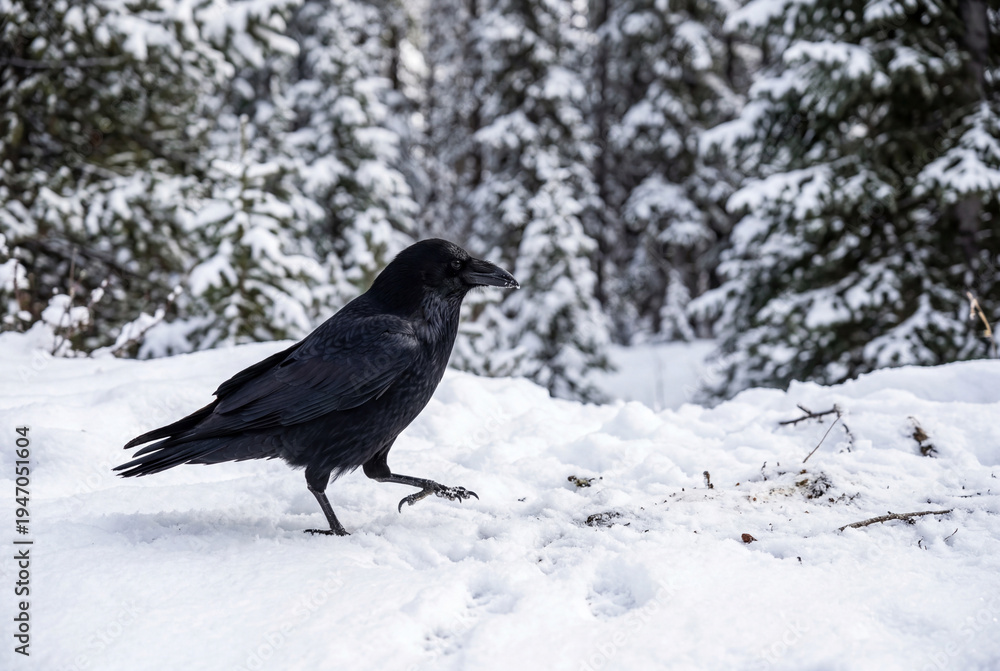 Fototapeta premium Common raven walking in snow
