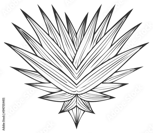 Abstract Botanical Outline Drawing Symmetry Plant Form