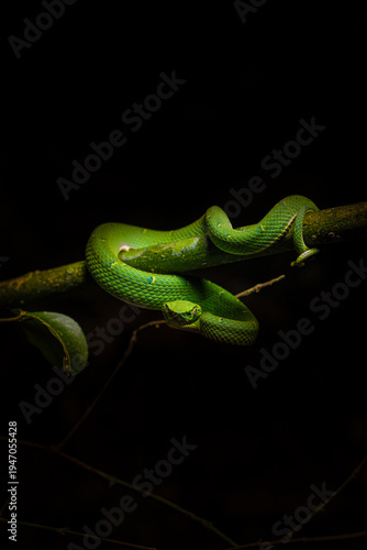 Serpiente Lora, Costa Rica