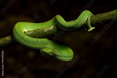 Serpiente Lora, Costa Rica