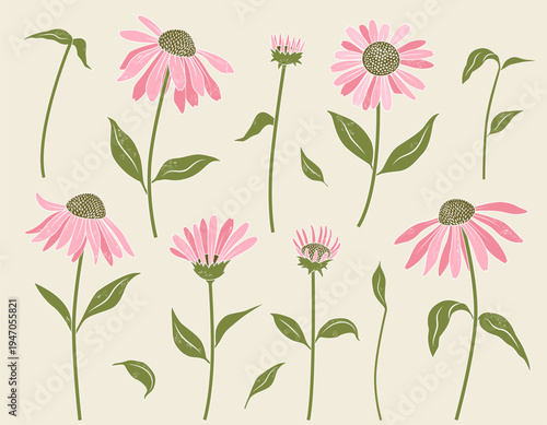 Set of pink coneflowers in various stages of growth. Echinacea blossoms and leaves. Coneflower for branding, prints.