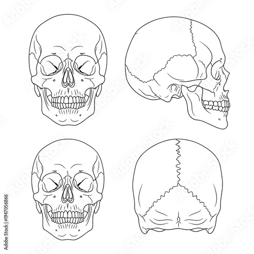 Anatomical sketches of skull from multiple perspectives