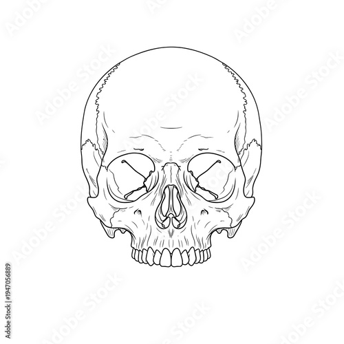 Thin line art human skull drawing for minimalist design