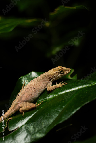 Lagartija Costa Rica