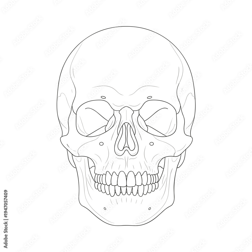 Obraz premium Thin line art anatomical human skull drawing