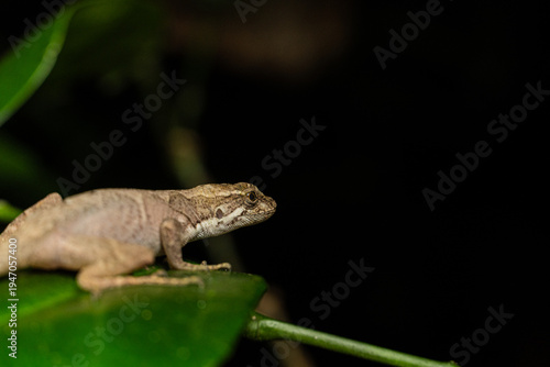 Lagartija Costa Rica