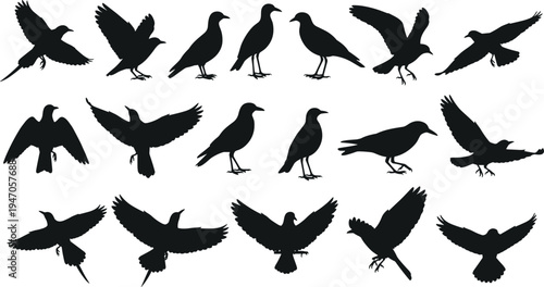 Bird silhouette collection vector set, flying and standing bird black silhouettes, pigeon crow raven shapes, wildlife animal icons isolated on white background
