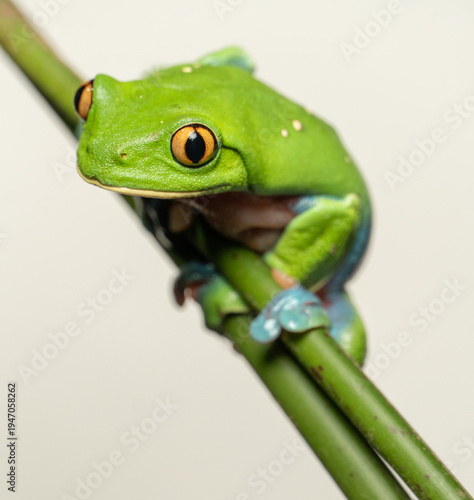 Rana de Costa Rica, ojos dorados