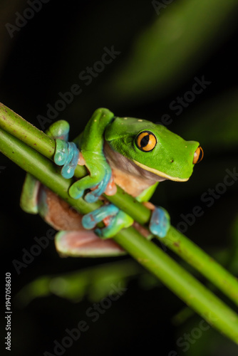 Rana de Costa Rica, ojos dorados