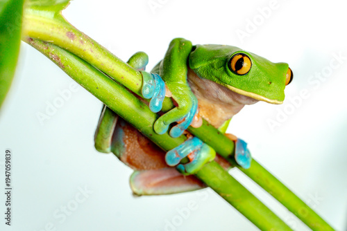 Rana de Costa Rica, ojos dorados