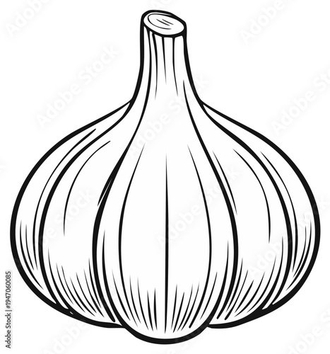 Line Drawing of a Single Garlic Bulb with a Tall Stem
