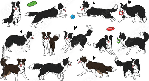 Border collie dog vector illustration set, active sheepdog in various poses, running, jumping, playing with toys, isolated on white background for pet designs.