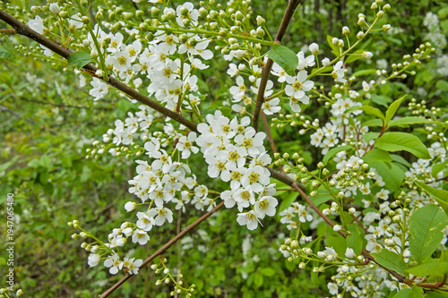 Fotografie clusters of bright white bird cherry flowers , selective focus on a green bokeh