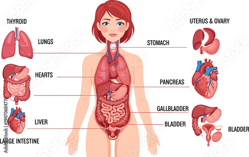 Female human anatomy internal organs diagram vector illustration, labeled body systems medical education infographic with thyroid lungs heart liver stomach intestines