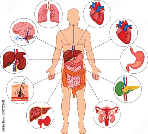 Human anatomy internal organs diagram vector illustration, labeled body systems with brain heart lungs stomach liver kidneys, medical education infographic
