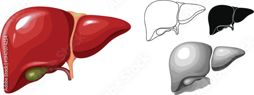 Human liver anatomy vector illustration, realistic organ with gallbladder medical diagram set including outline silhouette and grayscale versions isolated