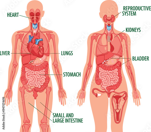Male and female human anatomy internal organs diagram vector illustration, labeled digestive urinary reproductive systems medical education infographic isolated
