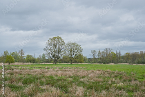 Green spring marsh landscape in Bourgoyen nature reserve, Ghent, Flanders, Belgium