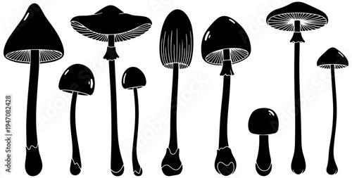 Variety of mushrooms in different shapes and sizes on transparent background