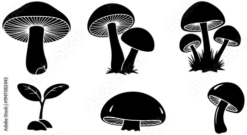 Various mushrooms and a sprouting plant in a natural setting