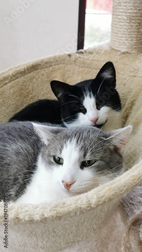 Two cats rest together in a cozy space inside a home during the afternoon hours, enjoying each other's company and warmth