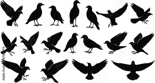 Bird silhouette collection vector set, flying and standing crow pigeon raven shapes, wildlife animal black icons isolated on white background