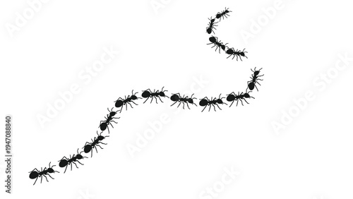 Wavy line of black ants marching in a long column across a blank white surface for pest control or nature themed designs.