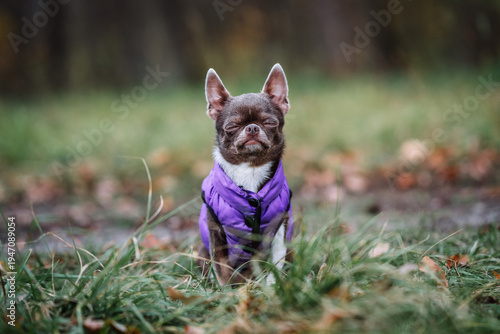 Cute small chihuahua dog wearing purple vest sitting with eyes closed in autumn forest