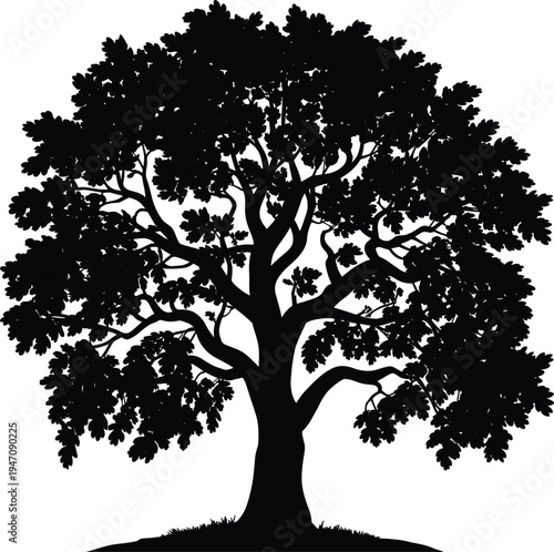 Detailed silhouette of a mature oak tree with a wide spreading canopy of lobed leaves deciduous
