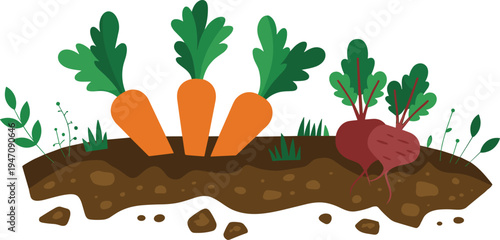Flat design illustration of carrots and beet growing in soil with green leaves vegetable root vegetable