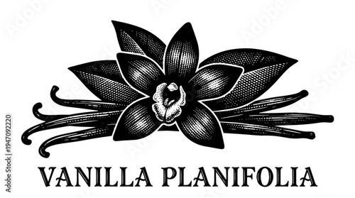 Vanilla orchid flowers and pods vector engraving style on white isolated background for flavor packaging label design
