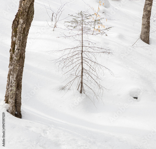Various Trees in snow drifts in a forest in Muskoka Ontario