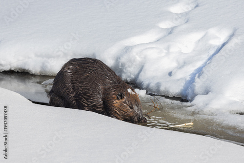 North American beaver in an icy stream in Algonquin Park Ontario in early March