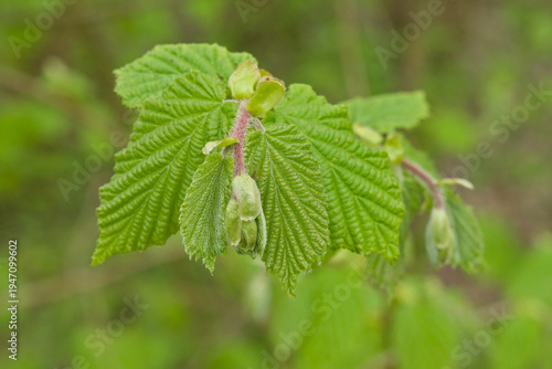 Bild auf Leinwand Young green leaves of a hazel tree in spring - corylus avellana