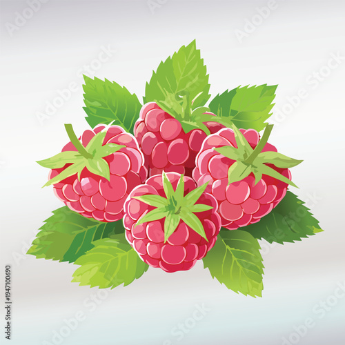 Vibrant raspberries with green leaves isolated on white background illustration