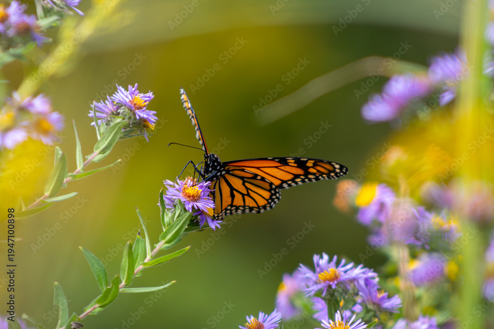 Obraz premium Monarch Butterfly Feeding from New England Aster Flowers