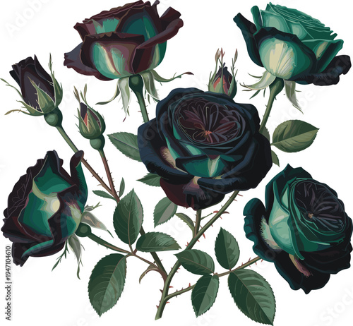 Dark emerald rose flowers botanical illustration, elegant exotic roses with buds and leaves, decorative floral plant isolated on white