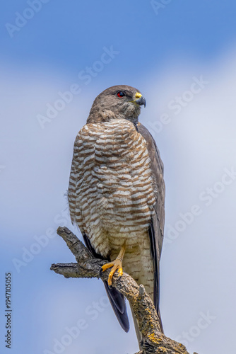 levant sparrowhawk