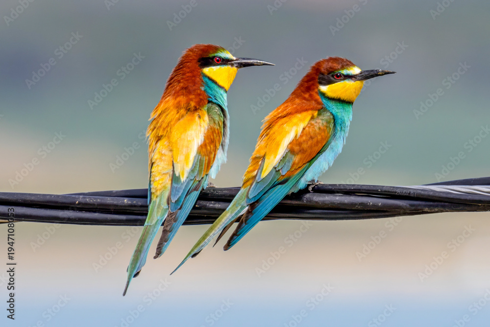Fototapeta premium european bee eaters