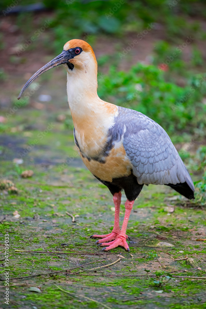 Obraz premium The black-faced ibis (Theristicus melanopis) is a species of bird in the family Threskiornithidae. It is found in grassland and fields in southern and western South America. 