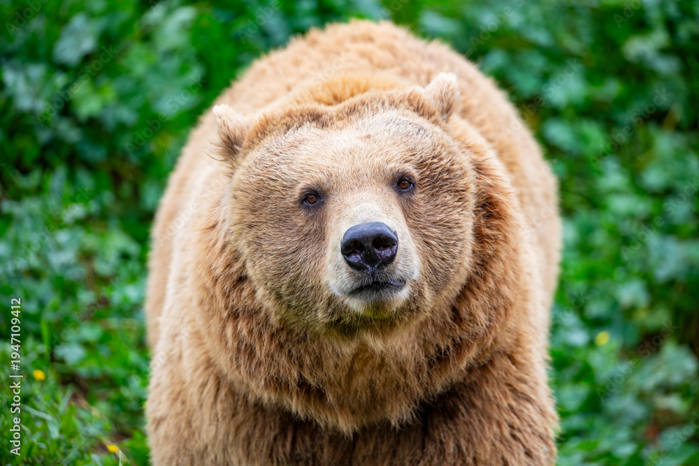 Fototapeta premium a closeup image of Eurasian brown bear. One of the most common subspecies of the brown bear, and is found in much of Eurasia.