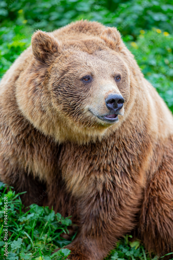 Fototapeta premium a closeup image of Eurasian brown bear. One of the most common subspecies of the brown bear, and is found in much of Eurasia.