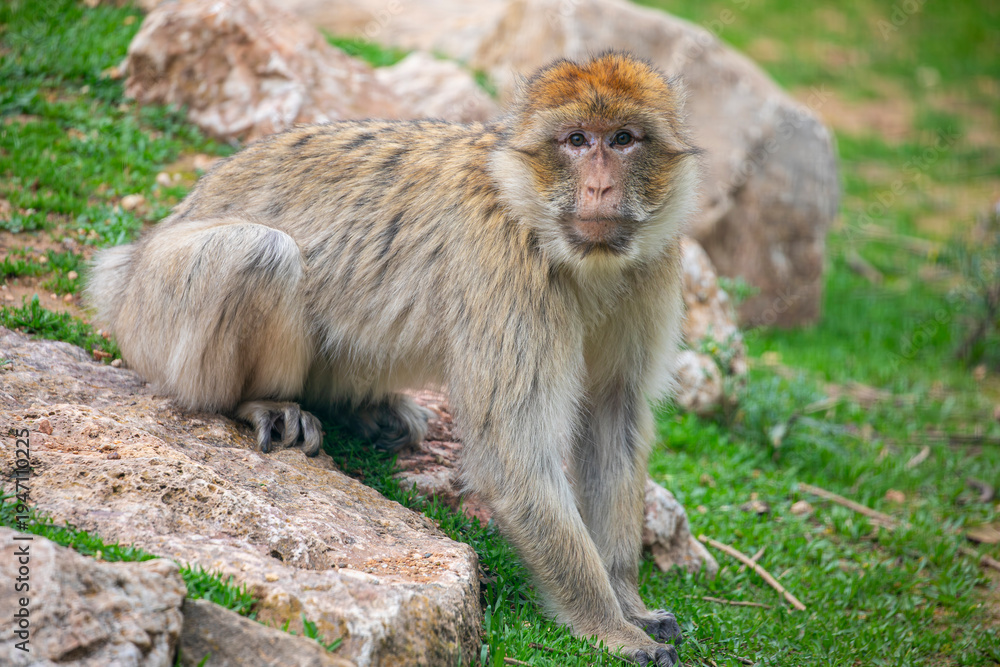 Obraz premium The Barbary macaque (Macaca sylvanus) is a primate native to North Africa and Gibraltar, notable for its thick fur and social group behavior.
