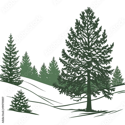 A group of pine trees on a snowy hill