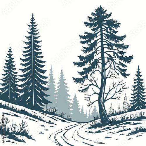 A snowy path through a forest of evergreen trees