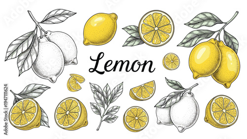 Detailed botanical illustrations of lemons including whole fruits, slices, leaves, and hand-drawn sketches for culinary design projects.