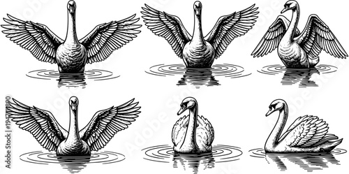 Bild auf Leinwand Set of swan vector illustrations with open wings swimming in water elegant black