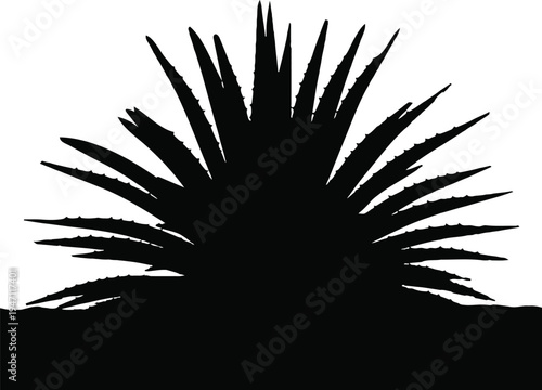Silhouette of a large spiky plant against a transparent  background  no other objects