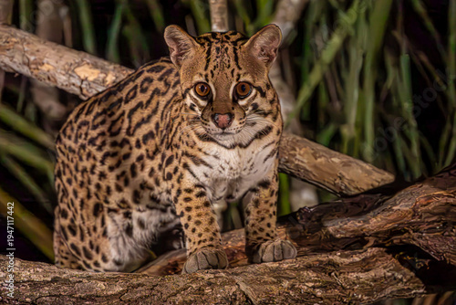Portrait of an Ocelot at Night, Pantanal Wetlands, Brazil