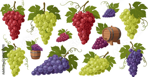 Fresh Grape Bunch Collection with Green and Red Grapes, Vineyard Leaves, Wine Barrel, and Fruit Clusters for Agriculture and Winery Vector Design